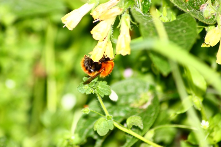 Bombus sp.?